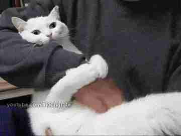 体型小的猫怀孕期间要注意什么,猫长胖只长肚子怎么办