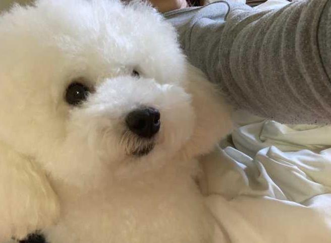 泰迪常见颜色,常见的泰迪颜色有哪些