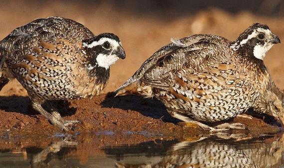 鹌鹑养殖方法视频,如何养鹌鹑会让鹌鹑全部安全出生