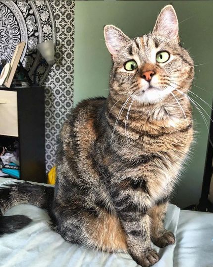 猫咪的瞳孔不变了,猫咪的瞳孔边缘不整齐