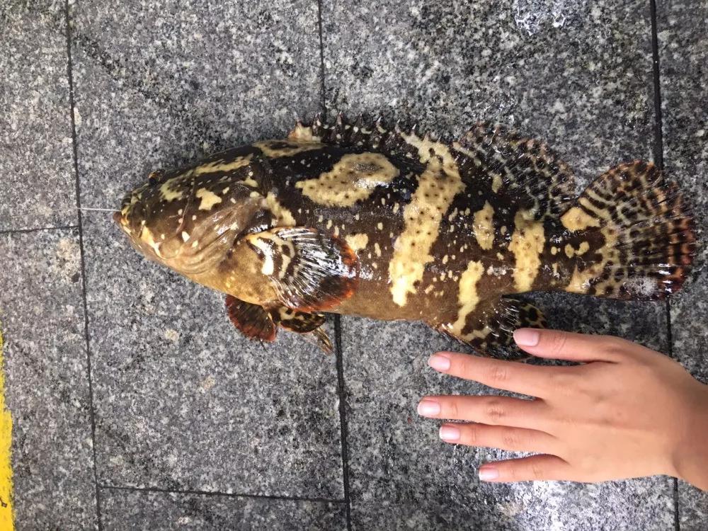 深圳附近小众海岛一日游,不用开车的绝美海岛深圳