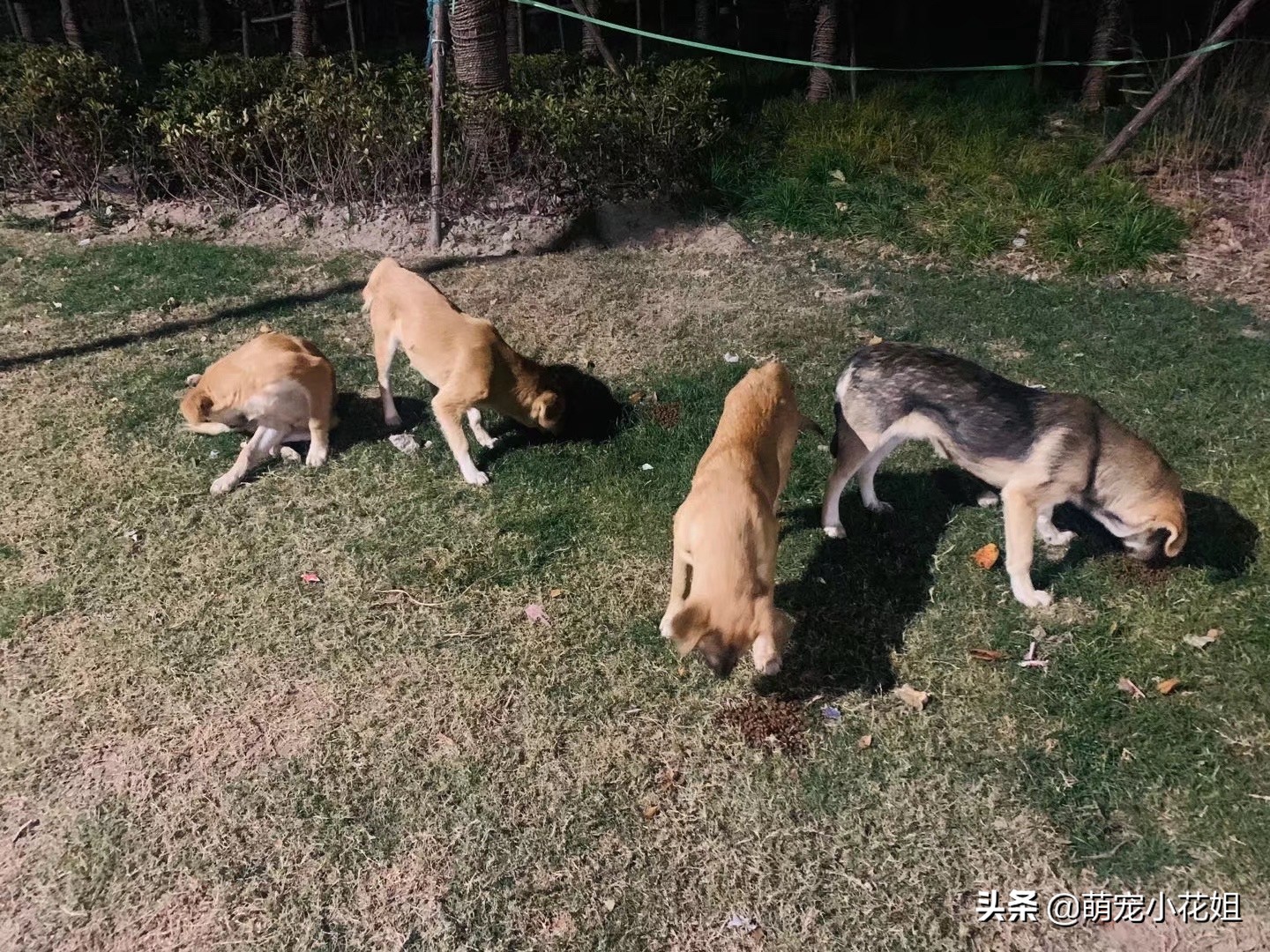 狗狗被遗弃站在车站门口不敢睡觉,流浪狗被遗弃在危险工地上