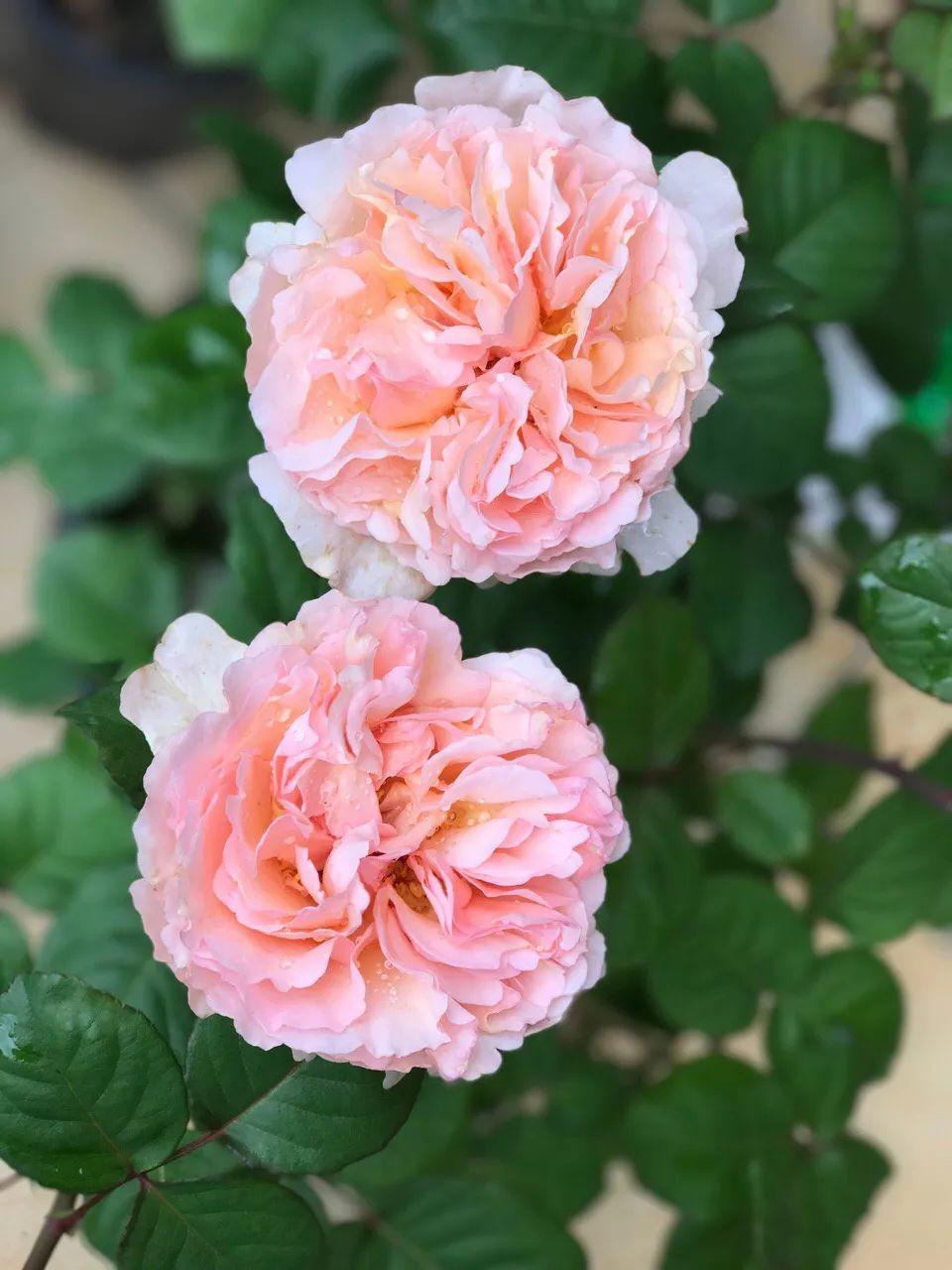 月季图鉴哪本书好,淘宝上最好养的月季品种