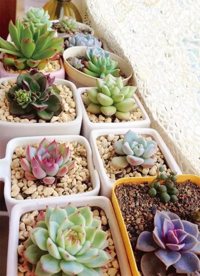 春·绿丨会长大的幸福多肉达人向我看齐！