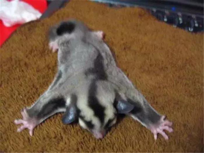 网红飞鼠被非法捕捉，不做检疫便低价出售，专家建议：危险别养！