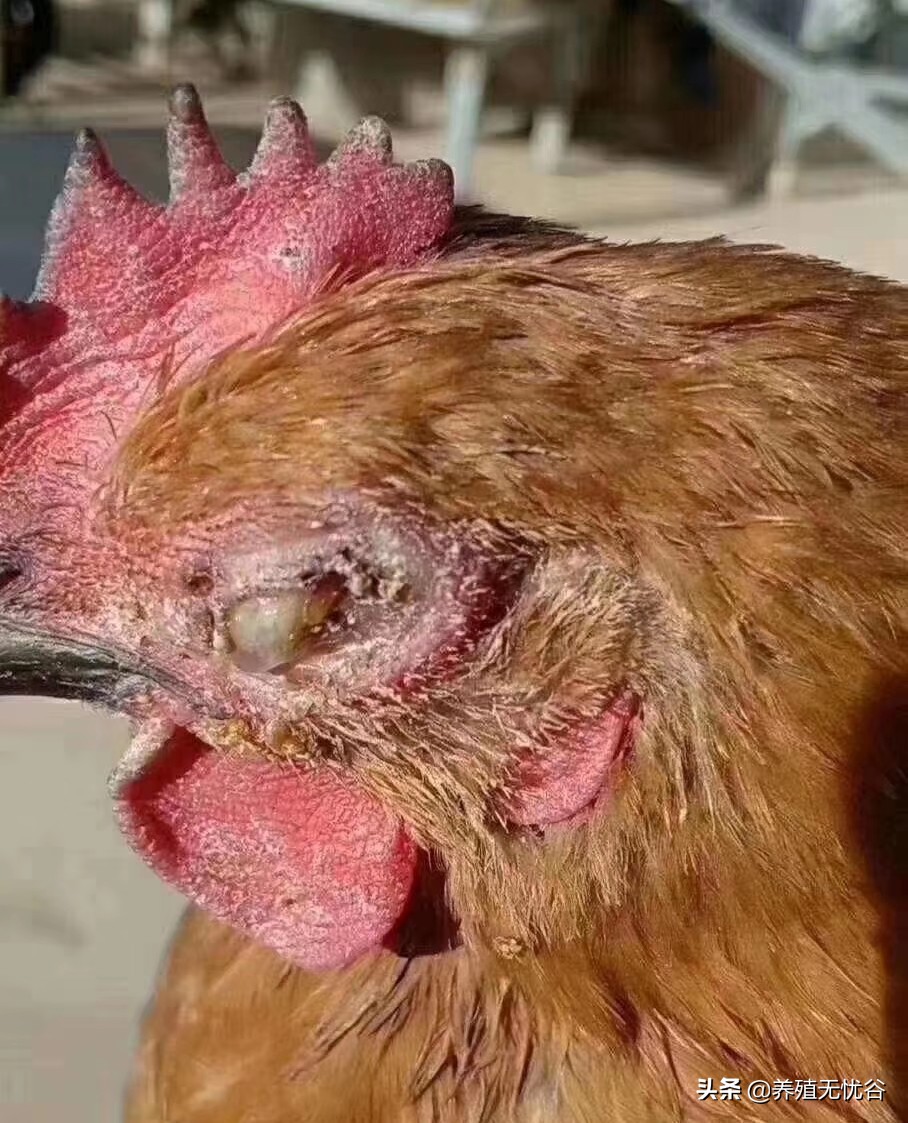 鸡子眼睛瞎是什么原因导致的,鸡子眼瞎了用什么药