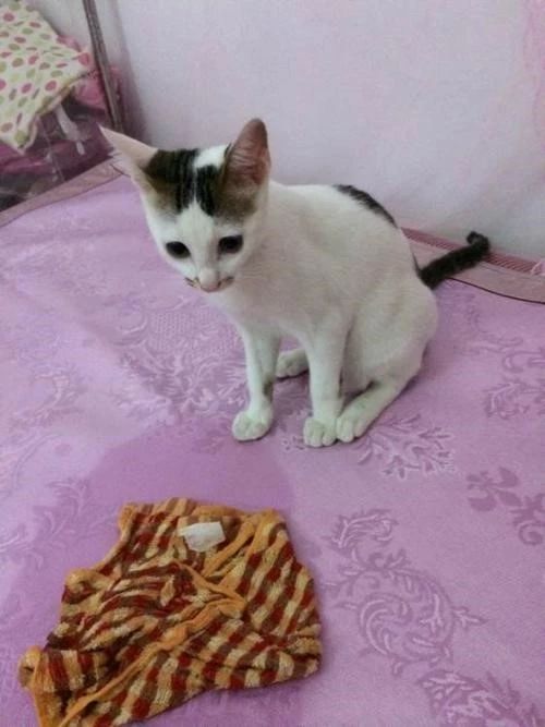 猫咪肛门腺什么症状,猫咪肛门腺有问题是什么症状