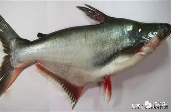 102种海鲜,营养丰富的海鲜有哪些品种