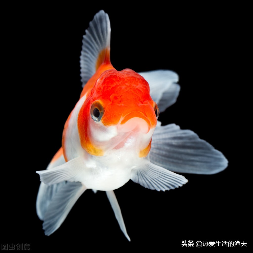 养金鱼老是死不养了行吗,金鱼要怎么养才不会死