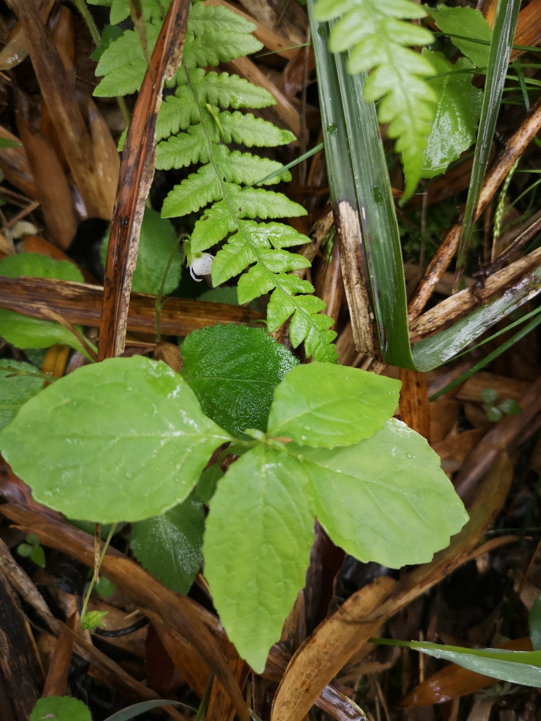竹林深处探宝——只为了那一棵黄精