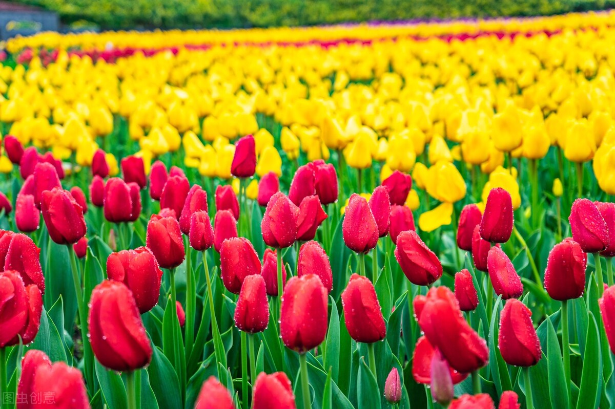 郁金香花语永恒的爱解读,郁金香生日祝福