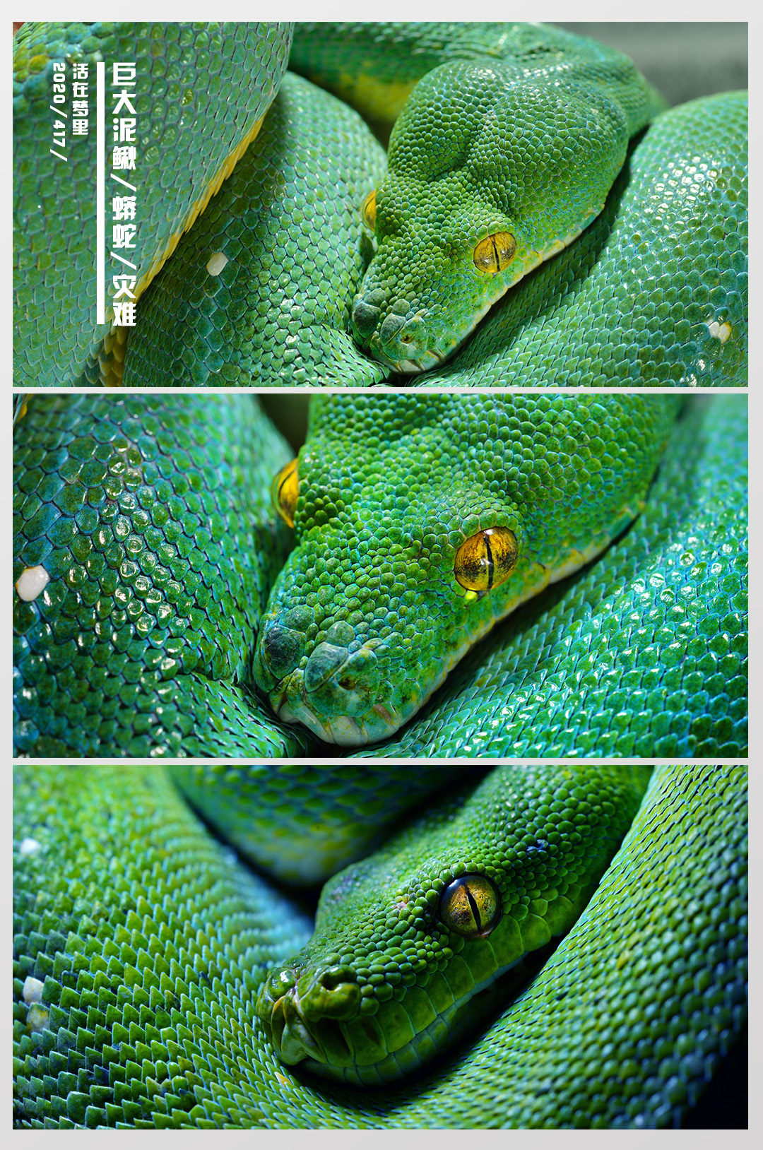 梦见我在一条有很深陷阱的河里,梦见泥鳅是什么意思有什么预兆