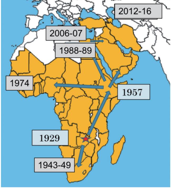 牛结节性皮肤病的流行与诊断,牛结节病防控工作面临的主要问题