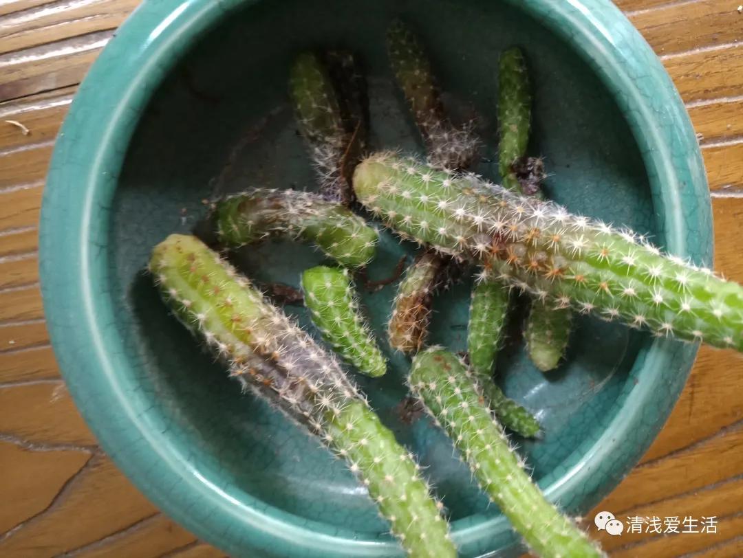 花13元多新入了一盆白檀毛毛虫，拆快递很满意，打开后很无奈