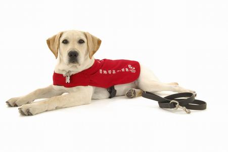 导盲犬没有勋章视频,可以当导盲犬的有哪几种狗狗