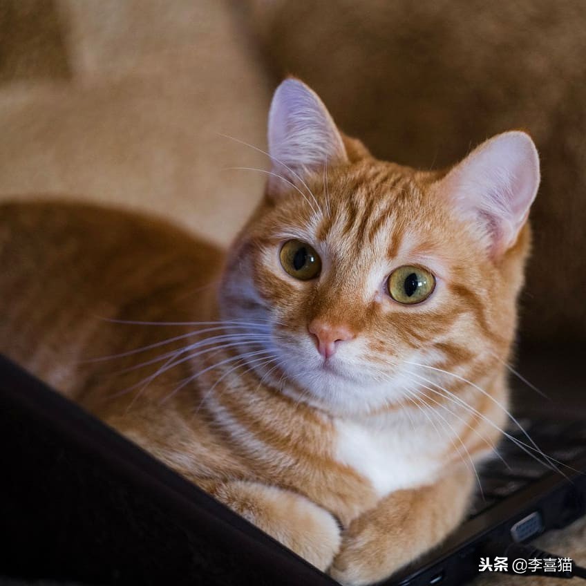 猫咪绝育后为什么不能进食,猫咪绝育后多久不吃东西属于正常