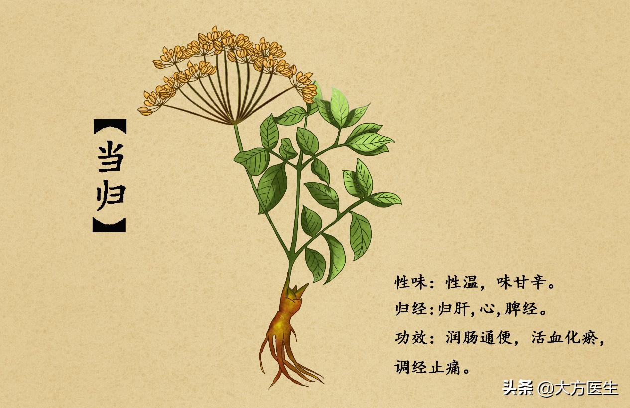 当归叶养生,当归叶适合什么人吃