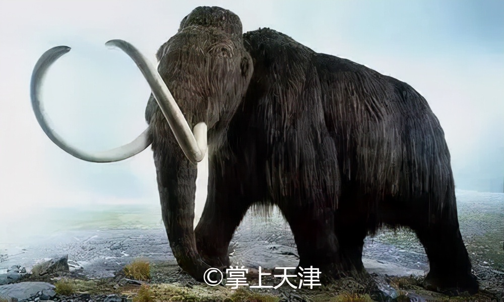 天津猛犸象牙 (天津猛犸象牙商店)