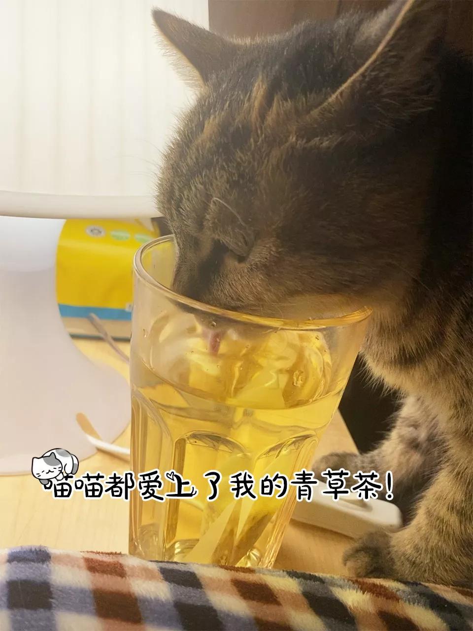 一天青汁五杯,一天一杯青汁