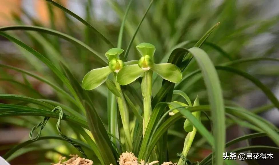 如何挑选兰花开花期的品种,兰花中最好养的品种推荐