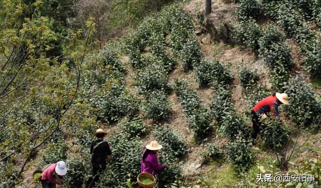 无拙庄主简介,无拙