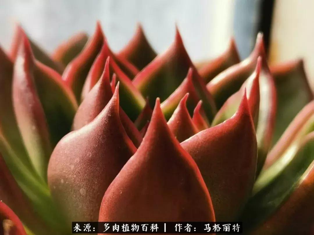 北方阳台多肉怎么过冬,北方阳台多肉