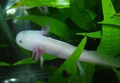 很奇怪的鱼就是六角恐龙鱼吗,罕见长着六个角的怪鱼