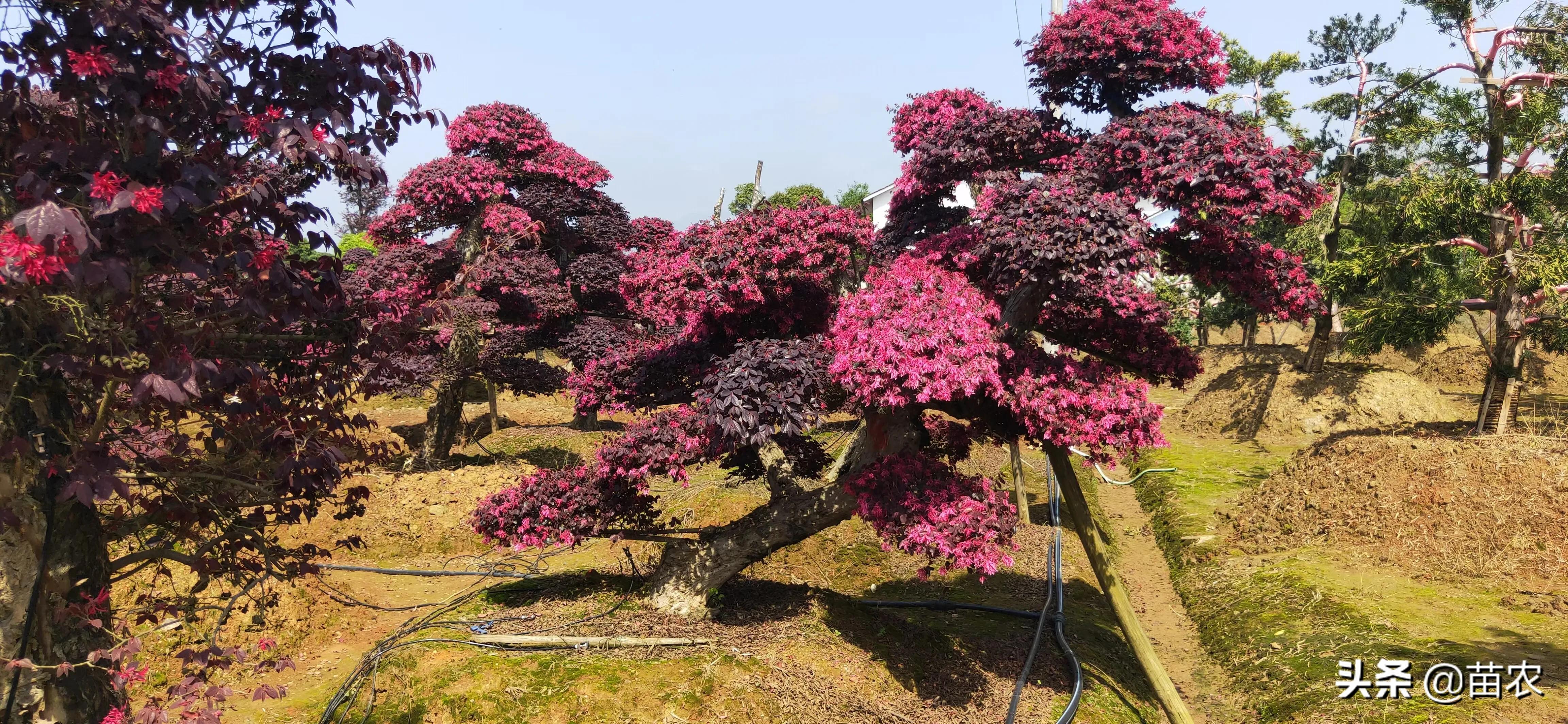 精品红花檵木老桩盆景,红花檵木球形老桩