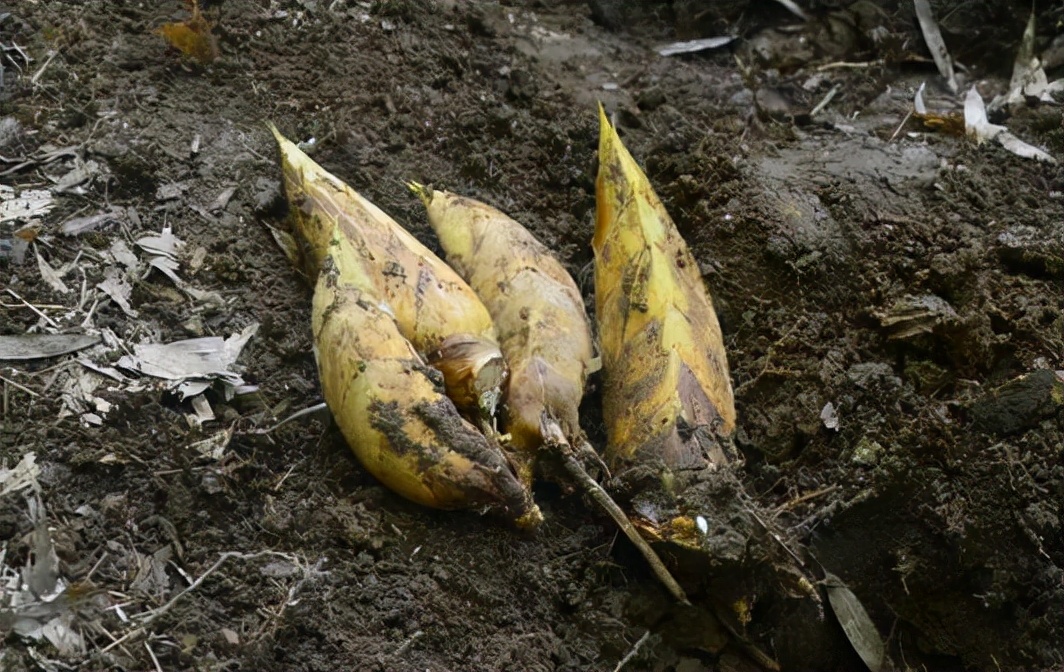 冬笋长在地下很难找,冬笋一斤能吃的有多少