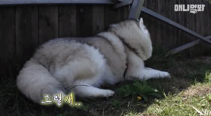 二哈减肥,为什么二哈会变瘦