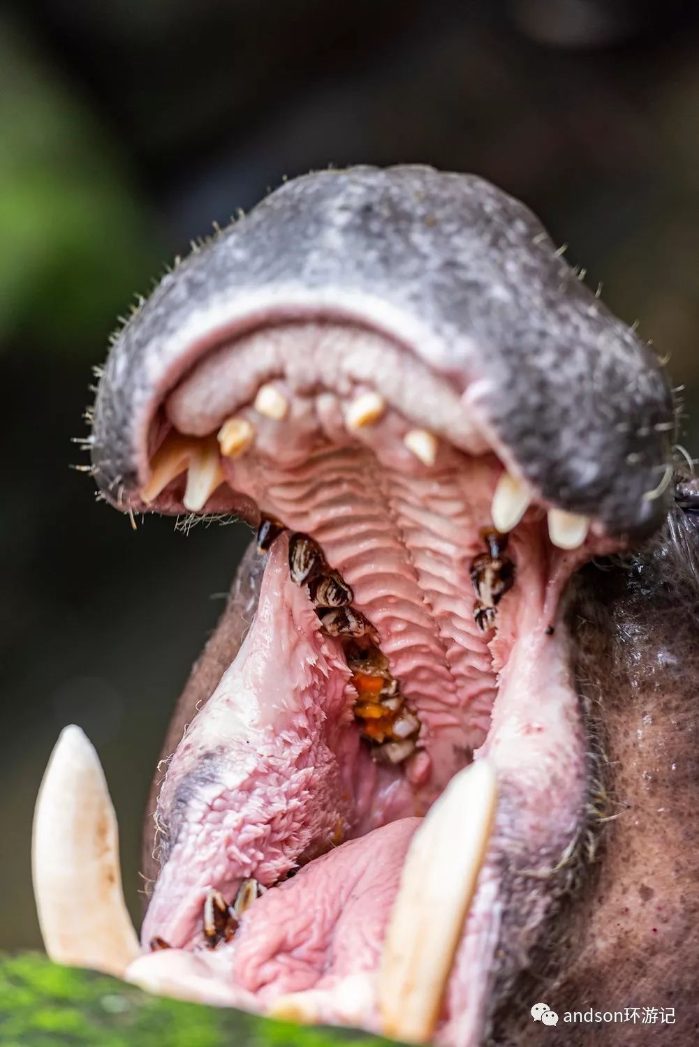 印尼你好怎么发音,印尼歌曲你好傻