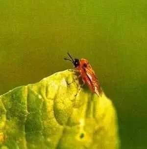 蔬菜害虫最佳防治方法,如何自制杀虫剂防治蔬菜害虫