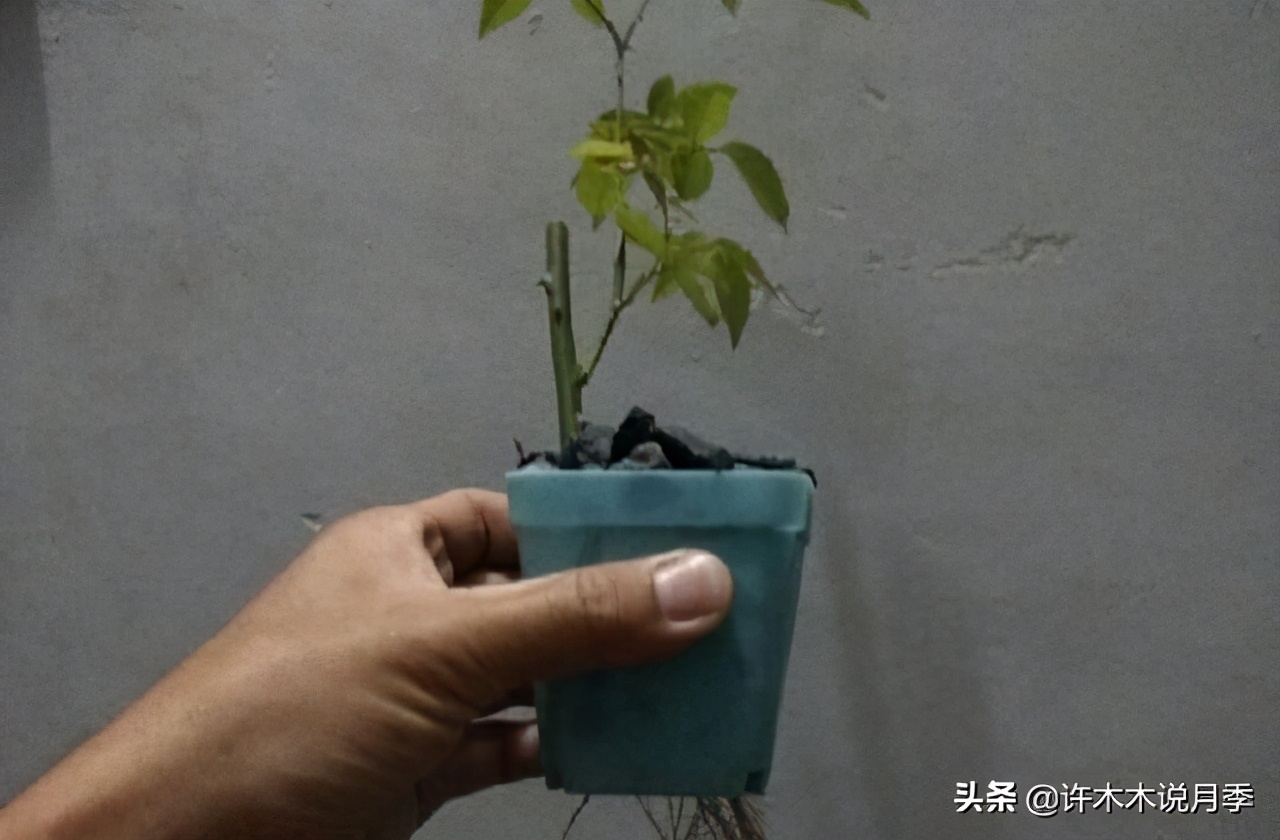 月季长得细开花少怎么办,月季叶子稀疏怎么办