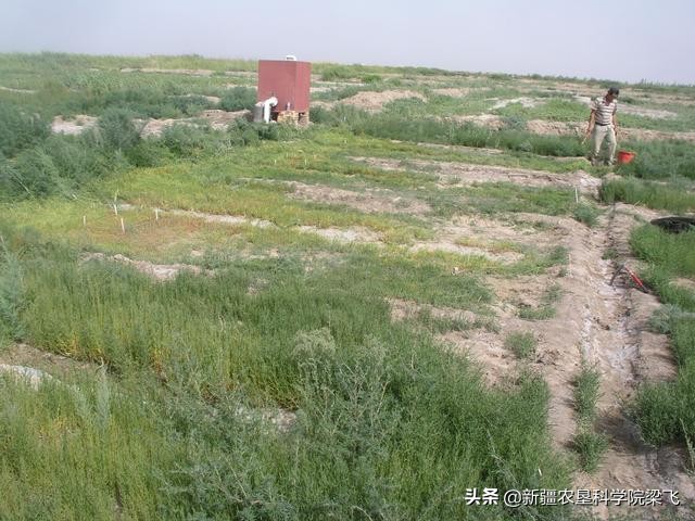 农村盐碱土地怎么处理,耕地盐碱化治理