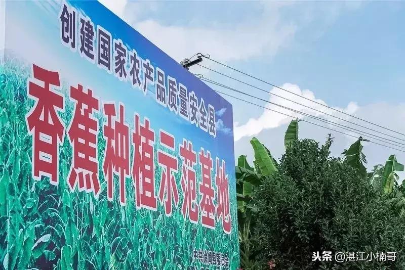 徐闻香蕉基地500亩,广东徐闻县香蕉种植面积