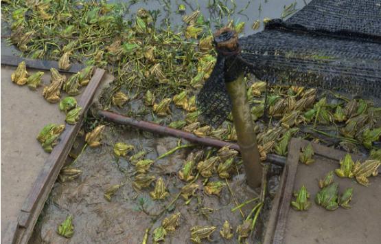 养殖青蛙的技术,青蛙养殖有风险吗