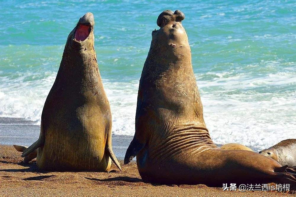 鸟类中最凶猛的是哪一个,鸟类捕食的12个无情时刻