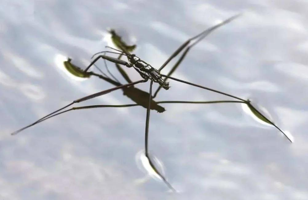 轻功水上漂踩水盆,轻功水上漂出处