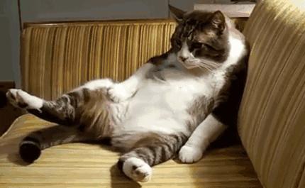 猫咪很臭又不能洗澡的时候怎么办,两个月的猫咪没洗澡太臭了怎么办