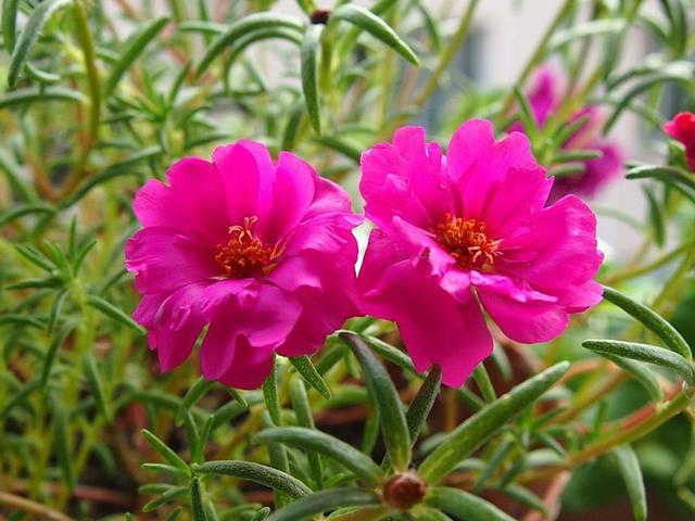 太阳花长势强壮怎么不开花,太阳花根系蔫了怎么回事