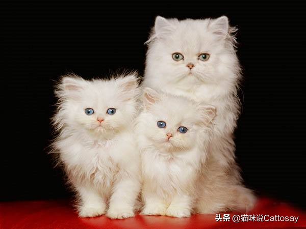 猫咪也有不孕症？做好三件事让猫远离不孕