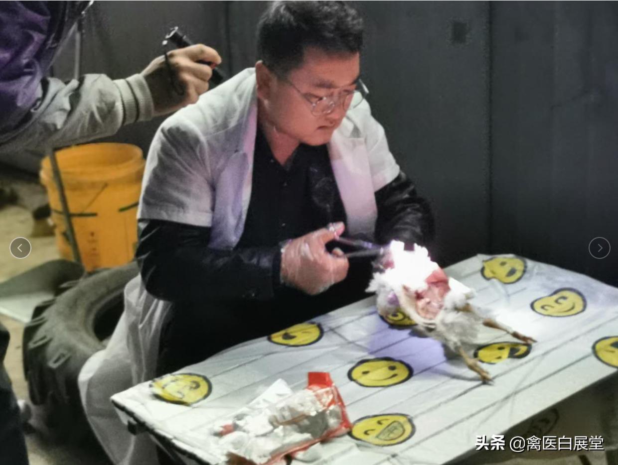 养殖场养鸡球虫如何根治,养鸡球虫反复发病怎么办