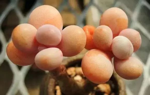 多肉早安图片大全,多肉大全100图