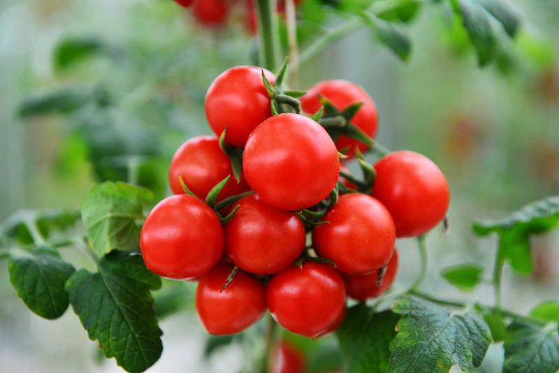 阳台种樱桃小番茄种植方法,阳台种植小番茄开花后如何授粉