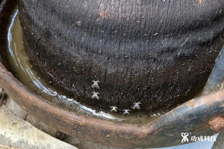 卫生间小虫子蛾蠓怎么来的,卫生间有小虫蛾蚋怎么治