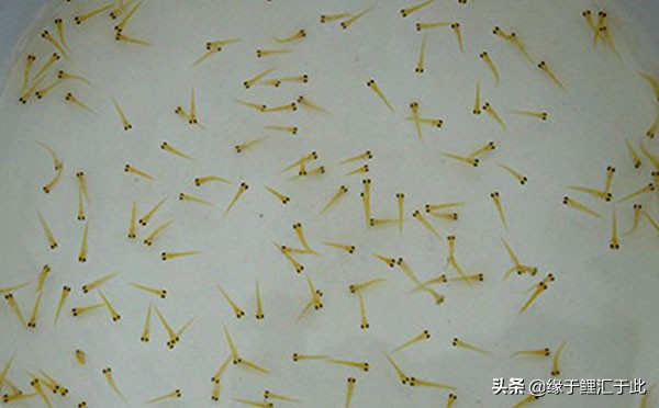 锦鲤水花怎么喂长得快,鱼缸锦鲤水花养殖技巧