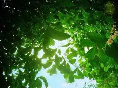 「潇湘名家」张继忠梦幻在艳阳里轻舞（外五首）