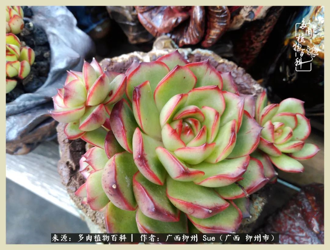 艳阳高照凉爽贵州，我要勤快地捕捉美好！（二）