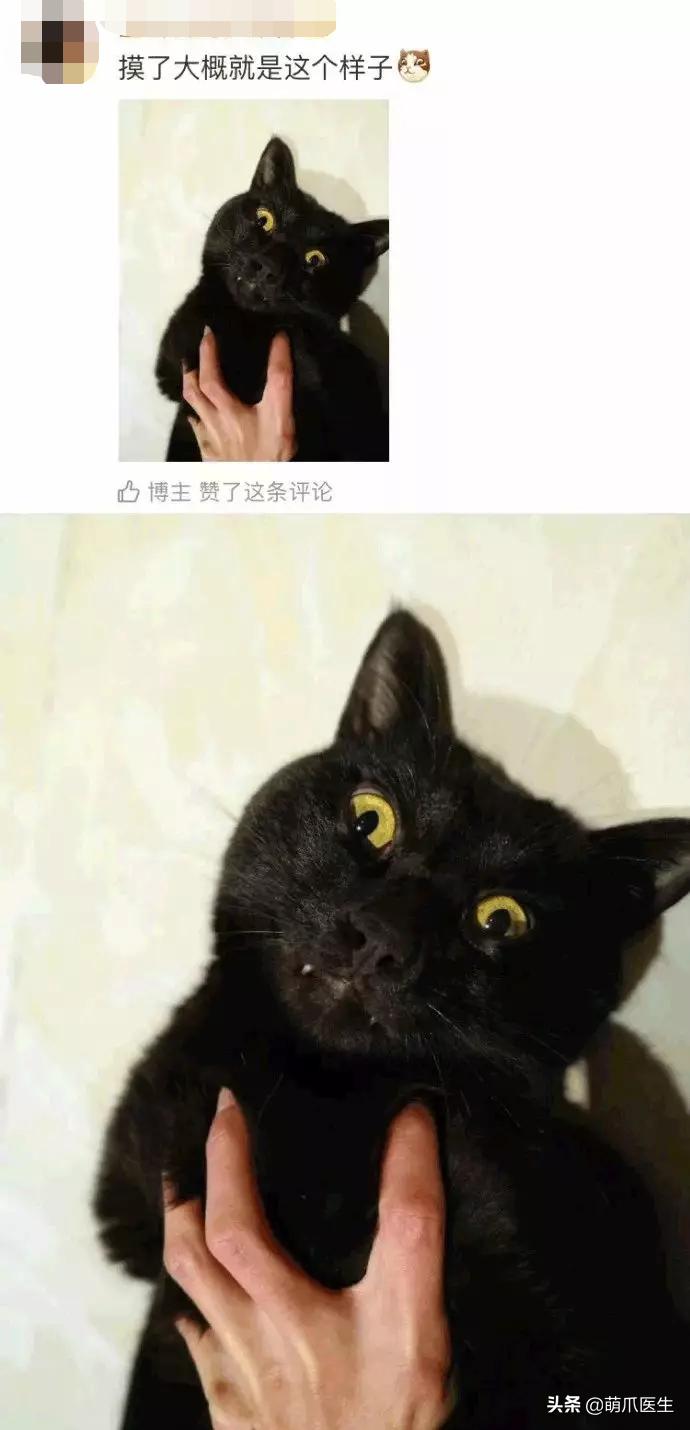 如何让猫主动去亲你,怎么让猫接受亲亲
