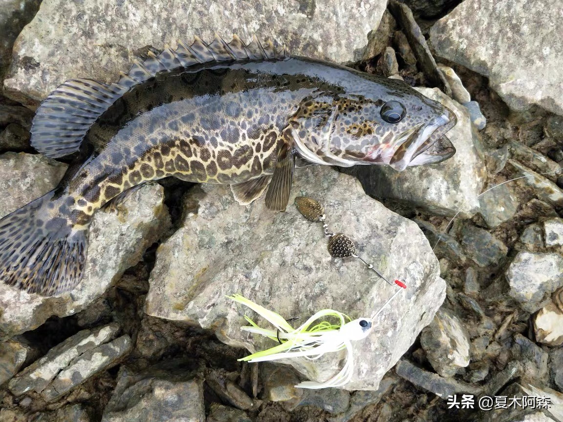 路亚不了解饵重,路亚不知道钓什么